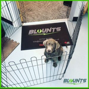 Blounts Electrical new puppy
